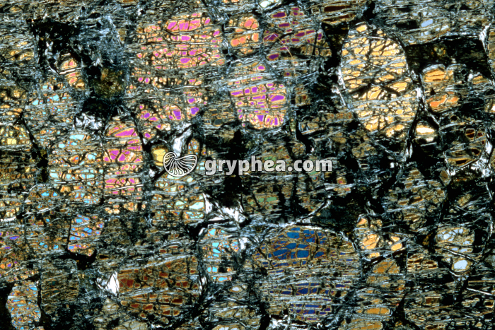 Wherlite LPA x3,5 - gryphea.com